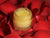 Sandalwood Rose Age Defying Eye Butter